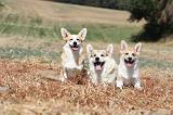 CORGI PEMBROKE 235
